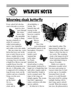 WILDLIFE NOTES Mourning cloak butterfly Every school kid who has seen a chrysalis or cocoon, kept in a classroom through the winter,