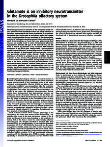 Glutamate is an inhibitory neurotransmitter in the Drosophila olfactory system Wendy W. Liu and Rachel I. Wilson1 Department of Neurobiology, Harvard Medical School, Boston, MAEdited by Liqun Luo, Stanford Univers