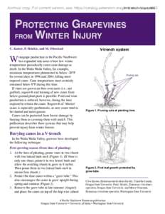 Protecting Grapevines from Winter Injury, PNW 603-E (Oregon State University Extension Service)