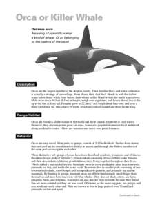 Orca or Killer Whale Orcinus orca Meaning of scientific name: a kind of whale. Of or belonging to the realms of the dead