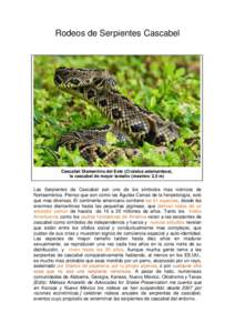 Rodeos de Serpientes Cascabel  Cascabel Diamantino del Este (Crotalus adamanteus), la cascabel de mayor tamaño (maximo: 2,5 m)  Las Serpientes de Cascabel son uno de los símbolos mas icónicos de