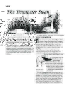 G3647  The Trumpeter Swan by Sumner Matteson, Scott Craven and Donna Compton Snow-white Trumpeter Swans present a truly spectacular sight. With a wingspan of more than 7 feet and a