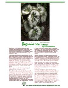 Begonia rex Putzeys  photo by Paul Tsamtsis by Paul Tsamtsis