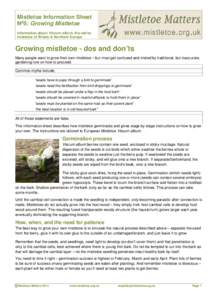 Mistletoe Information Sheet No5: Growing Mistletoe Information about Viscum album, the native mistletoe of Britain & Northern Europe  Growing mistletoe - dos and don’ts