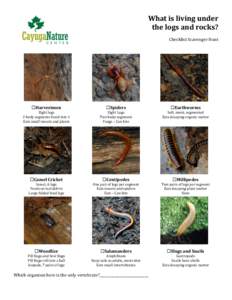 What	
  is	
  living	
  under	
  	
   the	
  logs	
  and	
  rocks?	
   	
   Checklist	
  Scavenger	
  Hunt  Harvestmen