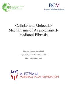 Cellular and Molecular Mechanisms of Angiotensin-IImediated Fibrosis Dipl.-Ing. Clemens Duerrschmid Baylor College of Medicine, Houston, TX March 2012 – March 2013