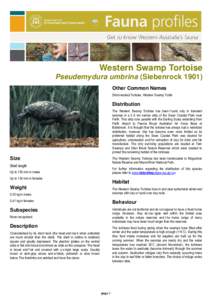 Western swamp tortoise / Testudo / Mogumber Nature Reserve / Turtle / Gopherus / Chelonoidis / Desert tortoise / Gopher tortoise / Cryptodira / Testudinoidea / Tortoise