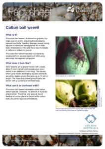 Cotton boll weevil What is it? Agricultural Research Service (USA) (K2742-6)  The cotton boll weevil, Anthonomus grandis, is a