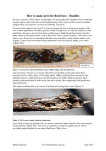 1  How to make nests for Reed bees – Bundles Exoneura species, or Reed bees, are thought to be among the most numerous bees within the Sydney region, aside from the social European honey bees (Apis mellifera) and Austr