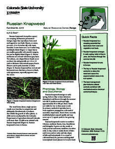 Russian Knapweed Fact Sheet No.	[removed]Natu ral Resources Series| Range  by K.G. Beck*