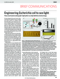 Vol 438|24 November[removed]BRIEF COMMUNICATIONS Engineering Escherichia coli to see light These smart bacteria ‘photograph’ a light pattern as a high-definition chemical image. b 1,600