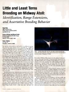 Little and Least Terns  Breedingon MidwayAtoll: Identification, RangeExtensions, andAssortatieBreeding