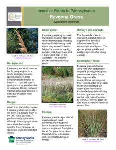 Invasive Plants in Pennsylvania  Ravenna Grass