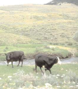 LIFEBLOOD OF THE WEST Riparian Zones, Biodiversity, and Degradation by Livestock J. Boone Kauffman, Ph.D. Riparian, or streamside, areas are critical habitat for many plants and animals in the arid West. Livestock grazi