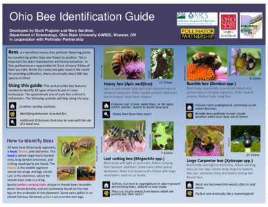 Ohio Bee Identification Guide Developed by Scott Prajzner and Mary Gardiner, Department of Entomology, Ohio State University OARDC, Wooster, OH in cooperation with Pollinator Partnership  Honey bee (Apis mellifera)