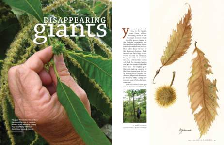 Disappearing ou can’t spend much time in the Appalachian forest without becoming aware of the American chestnut. Small, shrubby sprouts appear in