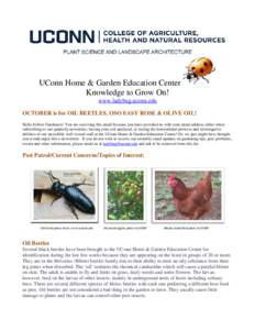 UConn Home & Garden Education Center Knowledge to Grow On! www.ladybug.uconn.edu OCTOBER is for OIL BEETLES, OSO EASY ROSE & OLIVE OIL! Hello Fellow Gardeners! You are receiving this email because you have provided us wi
