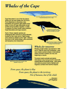 Whales of the Cape Cape Naturaliste is one of the few places where you can see whales from the shore. From September to November, blue, humpback and southern right whales come close to shore off Cape Naturaliste as part
