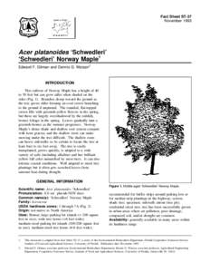 Fact Sheet ST-37 November 1993 Acer platanoides ‘Schwedleri’ ‘Schwedleri’ Norway Maple1 Edward F. Gilman and Dennis G. Watson2
