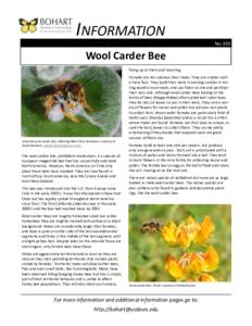 INFORMATION No. 050 Wool Carder Bee flying up to them and hovering. Females are less obvious than males. They are smaller with