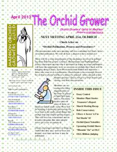 April 2013 Orchid Growers’ Guild of Madison Website orchidguild.org NEXT MEETING APRIL 21st, OLBRICH Chuck Acker on