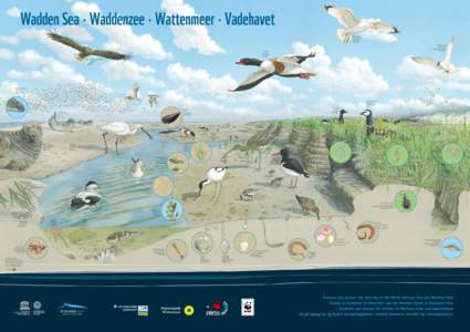 Wadden Sea • Waddenzee • Wattenmeer • Vadehavet Herring gull Zilvermeeuw Silbermöwe Sølvmåge Sandwich tern