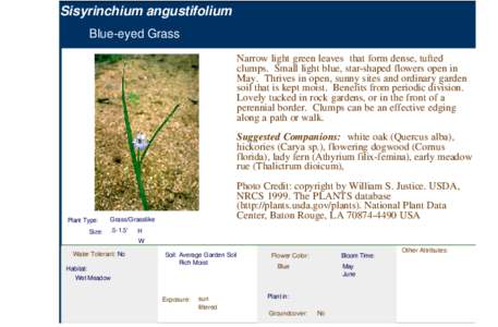 Blue-Eyed Grass (sisyrinchium angustifolium)