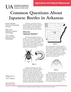 Agriculture and Natural Resources  Common Questions About Japanese Beetles in Arkansas Donna Shanklin Extension Entomologist Fire Ants