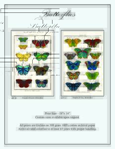 Butterflies  BF 20 Danaides Blanches (Butterﬂies)