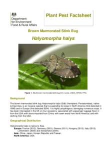 Plant Pest Factsheet Brown Marmorated Stink Bug Halyomorpha halys  Figure 1. Adult brown marmorated stink bug © D. Lance, USDA, APHIS, PPQ