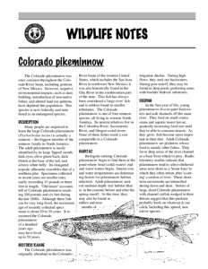 WILDLIFE NOTES Colorado pikeminnow The Colorado pikeminnow was once common throughout the Colorado River basin, including portions of New Mexico. However, negative environmental impacts, such as dam