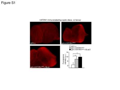 Figure S1  hATXN1 immunolabeling (optic discs, L3 larva) gmr>+