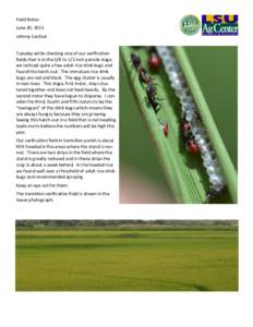 Field Notes June 20, 2013 Johnny Saichuk Tuesday while checking one of our verification fields that is in the 3/8 to 1/2 inch panicle stage we noticed quite a few adult rice stink bugs and
