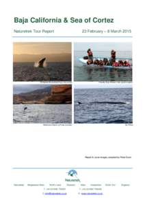 Baja California & Sea of Cortez 23 February – 8 March 2015 Naturetrek Tour Report  Humpback Whale breaching in the sunset