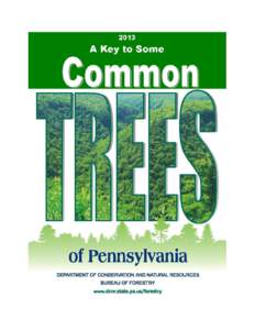 Key To Some Common Trees of Pennsylvania 1a. Leaves needle or scale-like .................................................................................................. Coniferous Trees – 2 1b. Leaves broad and fla