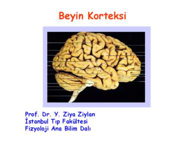 Beyin Korteksi  Prof. Dr. Y. Ziya Ziylan