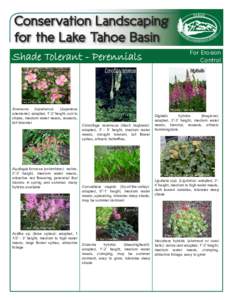 Conservation Landscaping for the Lake Tahoe Basin Shade Tolerant - Perennials Anemone hupehensis