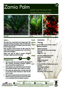 Zamia Palm  Scientific name: Macrozamia riedlei Aboriginal name: Jeeriji (Noongar)  Plant habit