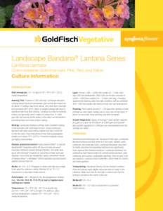 Landscape Bandana® Lantana Series Lantana camara Colors available: Gold Improved, Pink, Red, and Yellow  Culture Information
