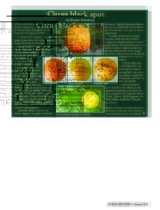 Citrus black spot By Megan Dewdney (This is the first in a series of brief articles about exotic pests, diseases or weeds that will appear in Citrus