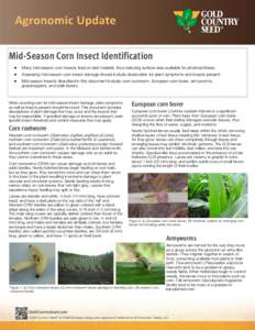 Mid-Season Corn Insect Identification  Many mid-season corn insects feed on leaf material, thus reducing surface area available for photosynthesis.  Assessing mid-season corn insect damage should include obse