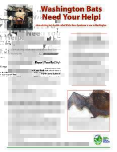 Washington Bats Need Your Help! A devastating bat disease called White-Nose Syndrome is now in Washington Photo: U.S. Fish and Wildlife Service  Report Your Bat Sightings