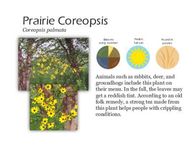 Prairie Coreopsis Coreopsis palmata Blooms early summer