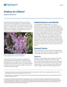 ENH37  Azaleas at a Glance1 Sydney Park Brown2  Spectacular flowers and shade tolerance are among the