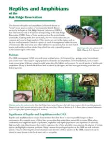 Reptiles and Amphibians of the Oak Ridge Reservation
