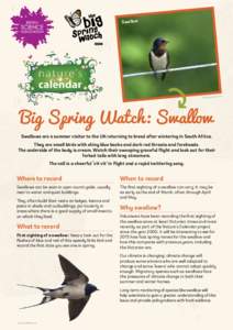 Swallow  dlife.co.uk northeastwil