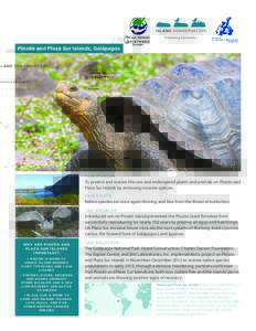 Pinzn Island / Giant tortoise / Galpagos Islands / Island Conservation / Tortoise / Galpagos Province / Galpagos National Park / Opuntia / Rbida Island / Galapagos land iguana / Galpagos tortoise
