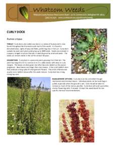 CURLY DOCK Rumex crispus THREAT: Curly dock, also called sour dock, is a native of Eurasia and is now found throughout North America and much of the world. It is found in disturbed areas, rights-of-way and fields, prefer