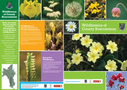 Wildflowers of County Roscommon Yelly Flag  Here are some