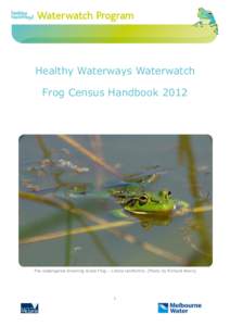 Healthy Waterways Waterwatch Frog Census Handbook 2012 The endangered Growling Grass Frog – Litoria raniformis. (Photo by Richard Akers)  Frog C